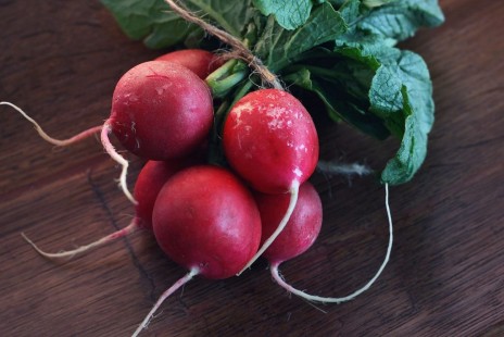 20일무 (적환무, 래디시) Radish