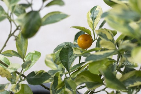 금귤 (금감, 낑깡) Kumquat