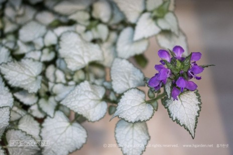 라미움 Lamium