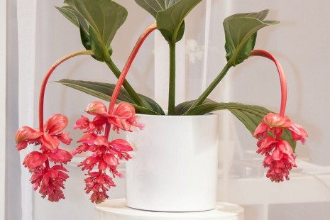 메디닐라 Medinilla