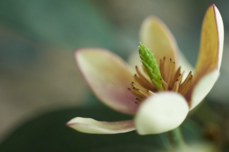함소화 Banana shrub