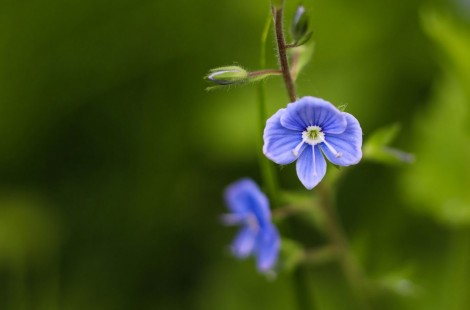 베로니카 조지아 블루 Georgia Blue Speedwell