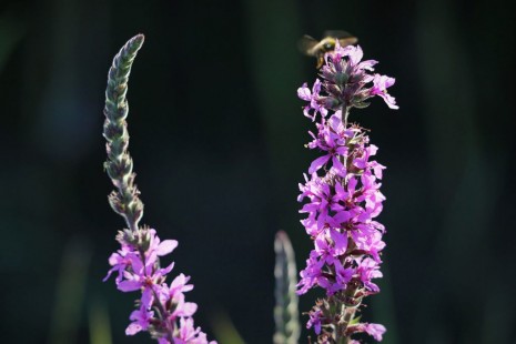 베로니카(꼬리풀), 긴산꼬리풀, 서양꼬리풀 Veronica spicata