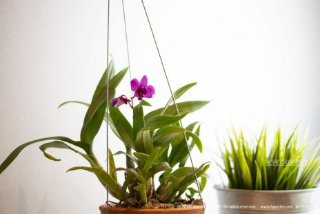 덴파레 Cocktown orchid