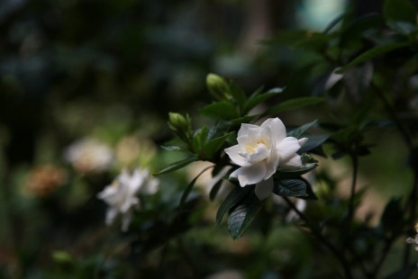치자나무(꽃치자) Gardenia