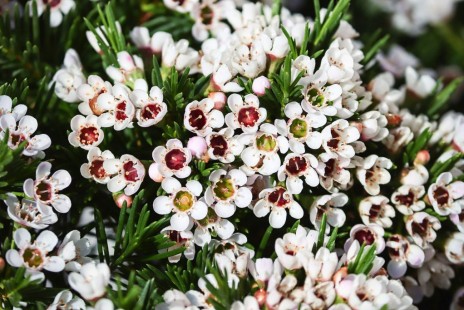 왁스플라워 Geraldton waxflower