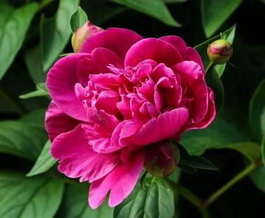 모란 (목단) Chinese mudan