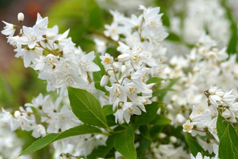 말발도리(말발돌이) Deutzia parviflora