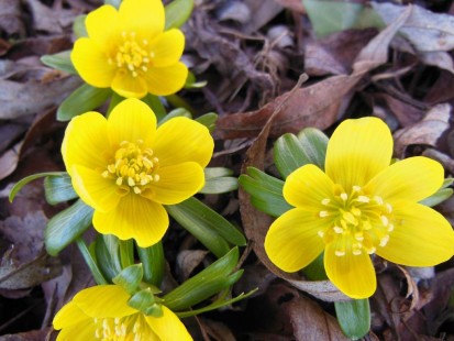 너도바람꽃 Eranthis