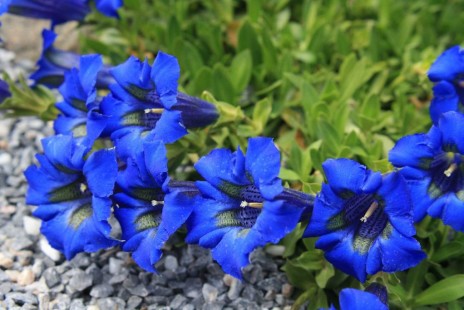 용담 Gentiana