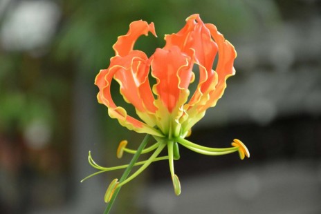 글로리오사 Gloriosa Lily