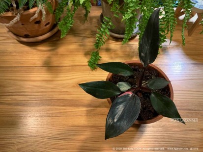 필로덴드론 핑크 프린세스 Philodendron Pink Princess