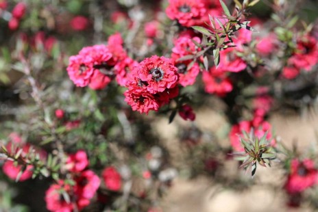 호주매화 Leptospermum