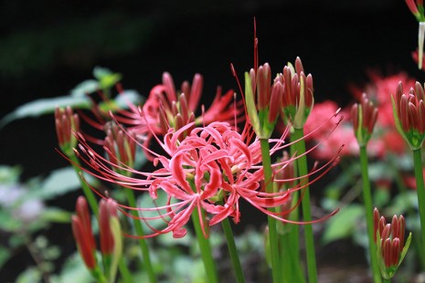 석산 Lycoris radiata