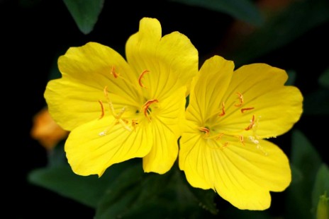 달맞이꽃 Oenothera tetraptera