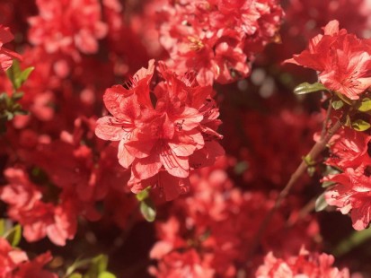 철쭉 Royal Azalea