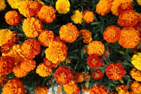 메리골드 Marigold