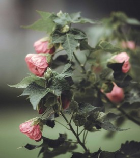 아부틸론 Abutilon