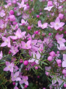 보로니아 피나타 (보르니아 피나타) Boronia pinnata