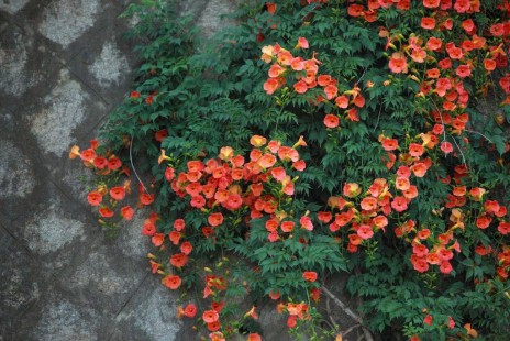 능소화 Chinese trumpet creeper