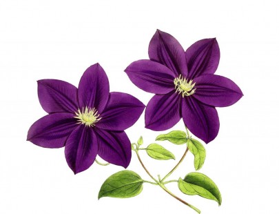 클레마티스(으아리꽃) Clematis