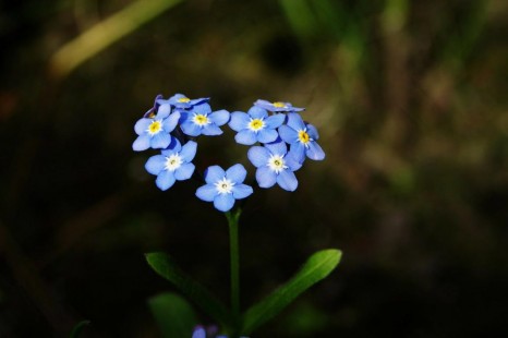 물망초 Myosotis
