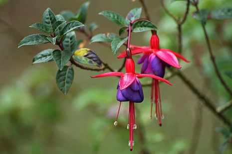 후쿠시아(푸크시아, 후쿠샤) Fuchsia