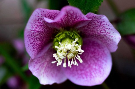 헬레보루스(헬레보러스, 크리스마스로즈) Helleborus, Christmasrose