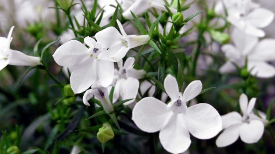 로벨리아 Lobelia erinus