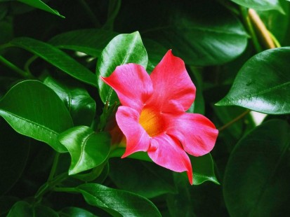 만데빌라 Mandevilla