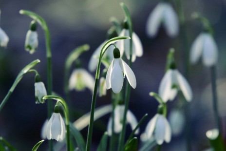 갈란투스(설강화, 스노우드롭) Snow Drop