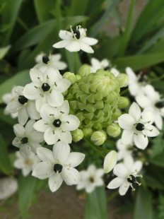 베들레헴 (베들레헴별꽃, 베들레헴의 별, 오니소갈룸) Star of Bethlehem