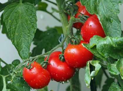 방울토마토 Tomato