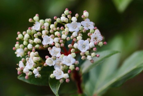 분꽃나무 Korean spice viburnum