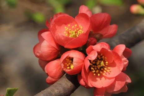 명자나무 Chaenomeles trichogyna