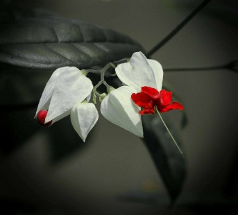 클레로덴드럼 톰소니에 (클레로덴드룸 톰소니애) Clerodendrum thomsoniae