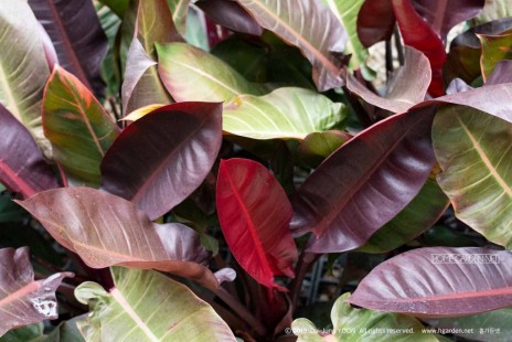 필로덴드론 콩고 Philodendron Congo