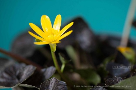 동의나물 Caltha palustris
