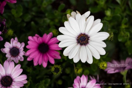 오스테오스펄멈 Osteospermum