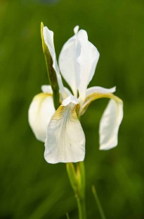 붓꽃 (시베리아 붓꽃) Iris