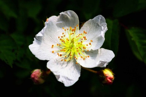 찔레꽃 Rosa multiflora