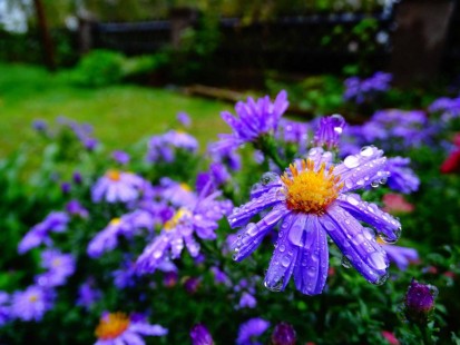 사계국화 Brachyscome angustifolia