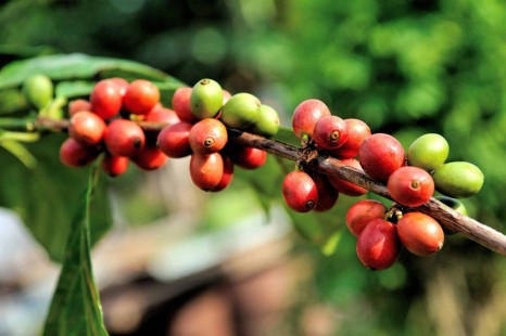 커피나무 Coffea arabica