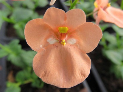 다이시아(디아스시아, 다이스치아,다이아시아) Diascia
