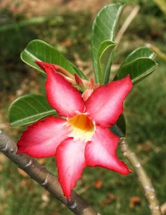 석화 (사막의 장미) Impala lily
