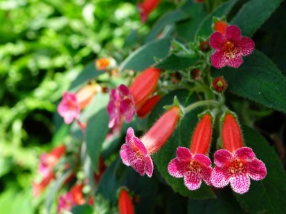 코레리아 Kohleria