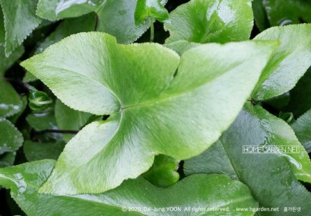 노빌리스 고사리 Doryopteris nobilis