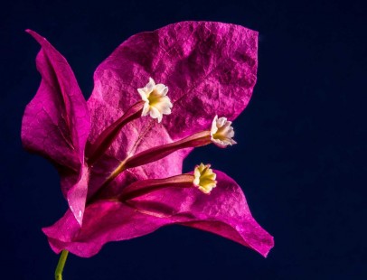 부겐빌레아(부겐베리아) Bougainvillea