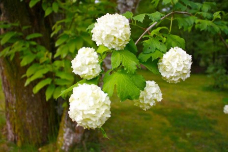 Snowball Tree 불두화
