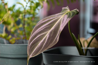 필로덴드론 스플렌디드 (베루코섬 x 멜라노캐리섬 하이브리드 일명 베멜하) Philodendron Splendid (verrucosum x melanochrysum)